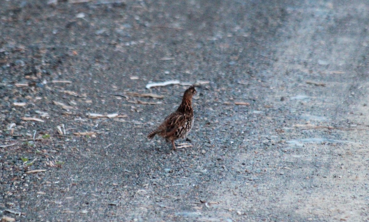 Ruffed Grouse - Angel Zakharia