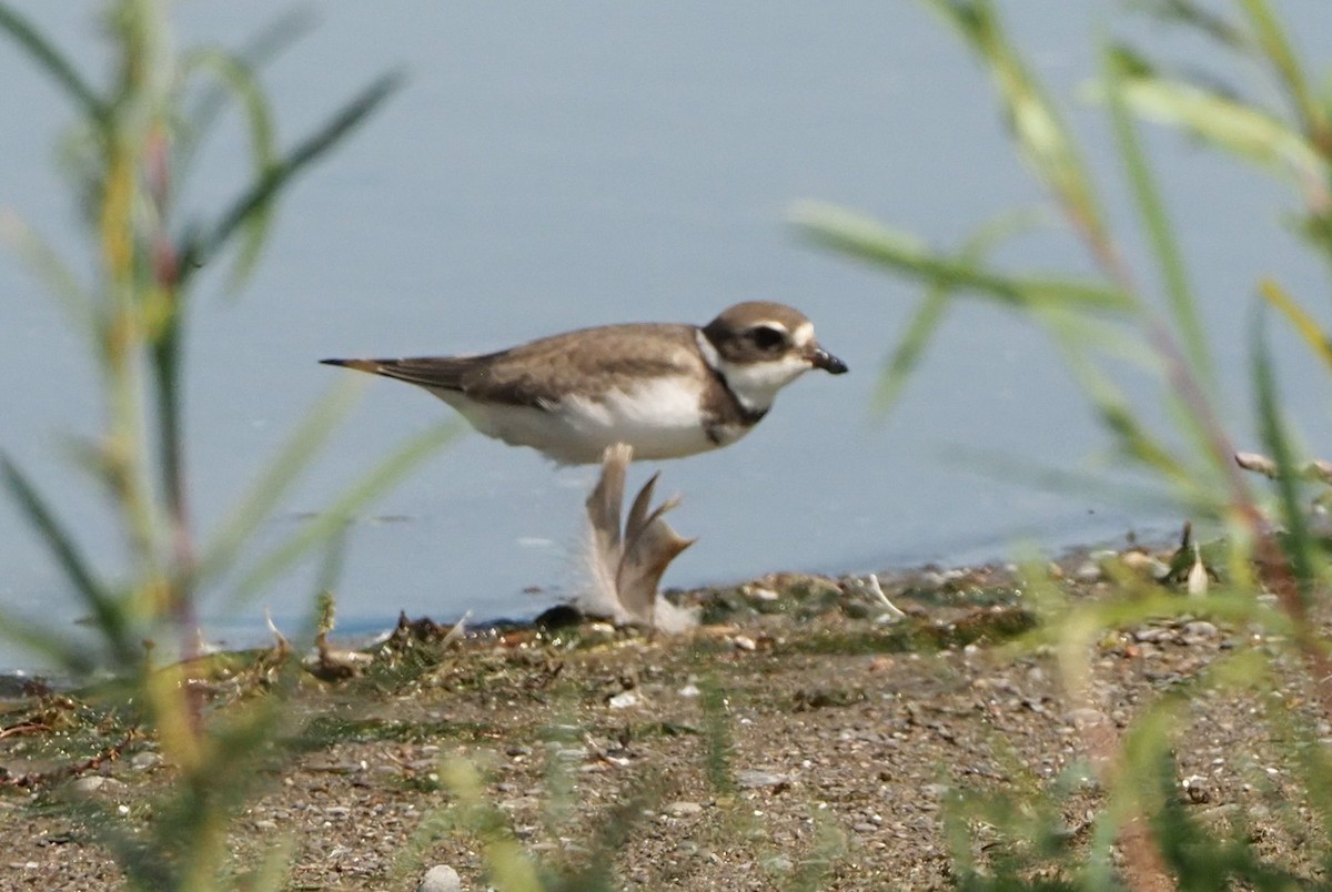 Semipalmated Plover - ML608276339