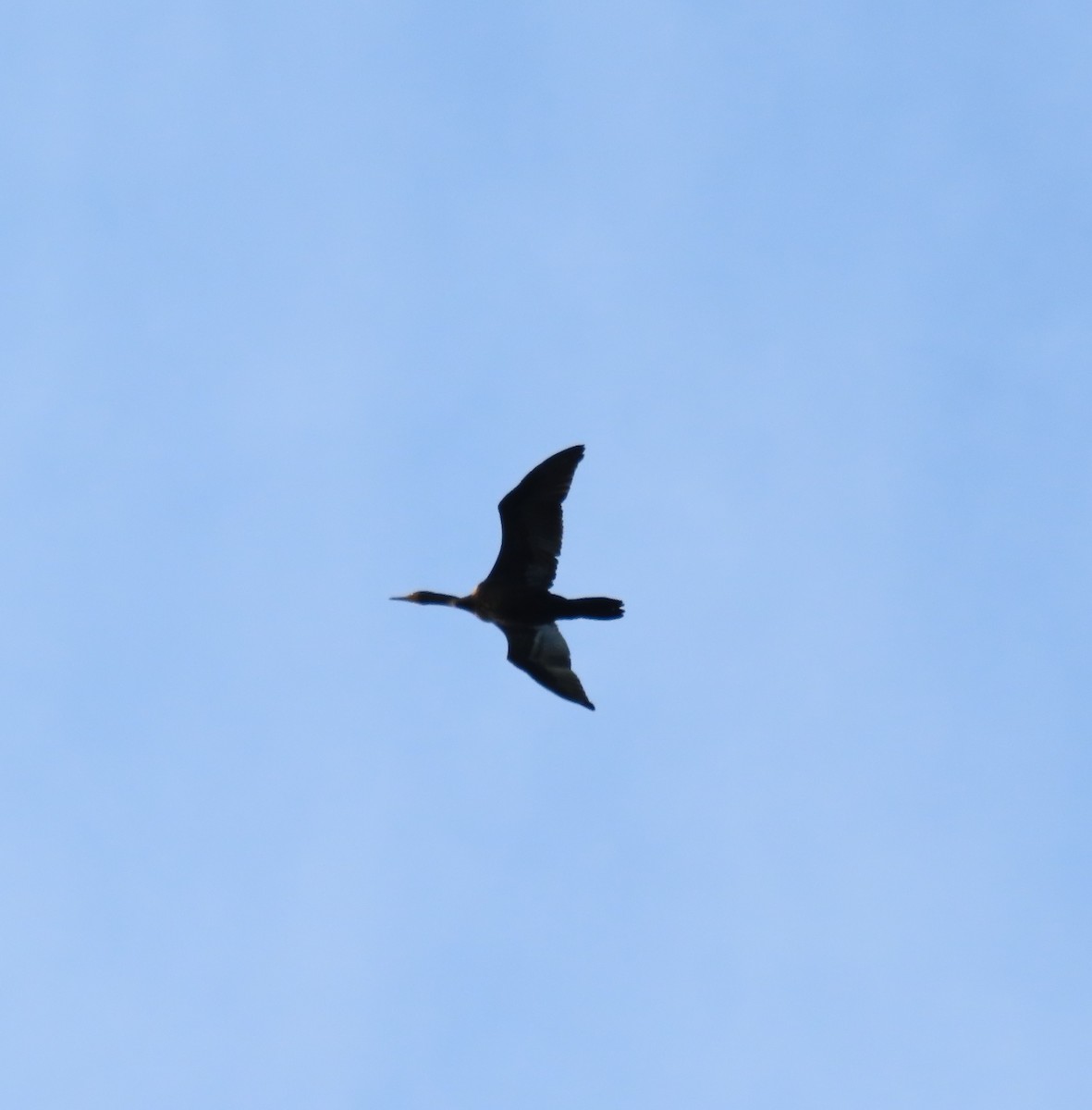 Double-crested Cormorant - ML608276366