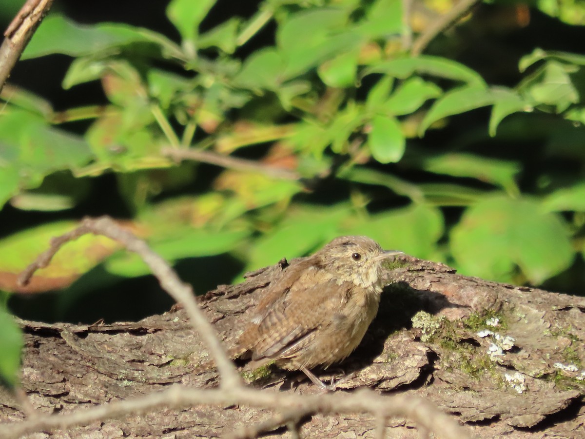 House Wren - ML608276391