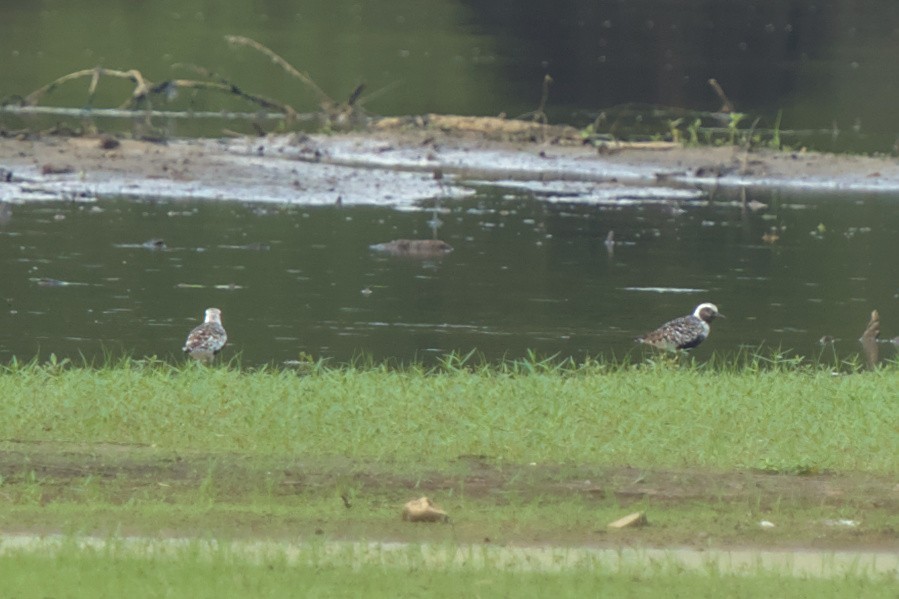 Black-bellied Plover - ML608276454