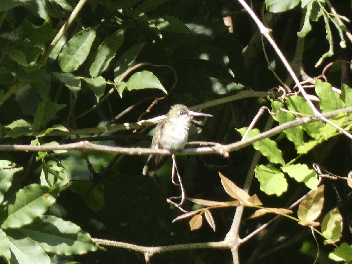 Ruby-throated Hummingbird - ML608276471