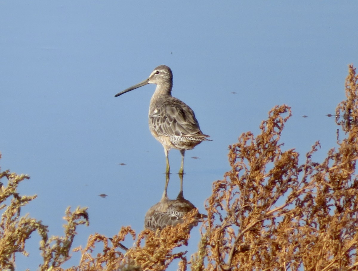 Long-billed Dowitcher - ML608276482