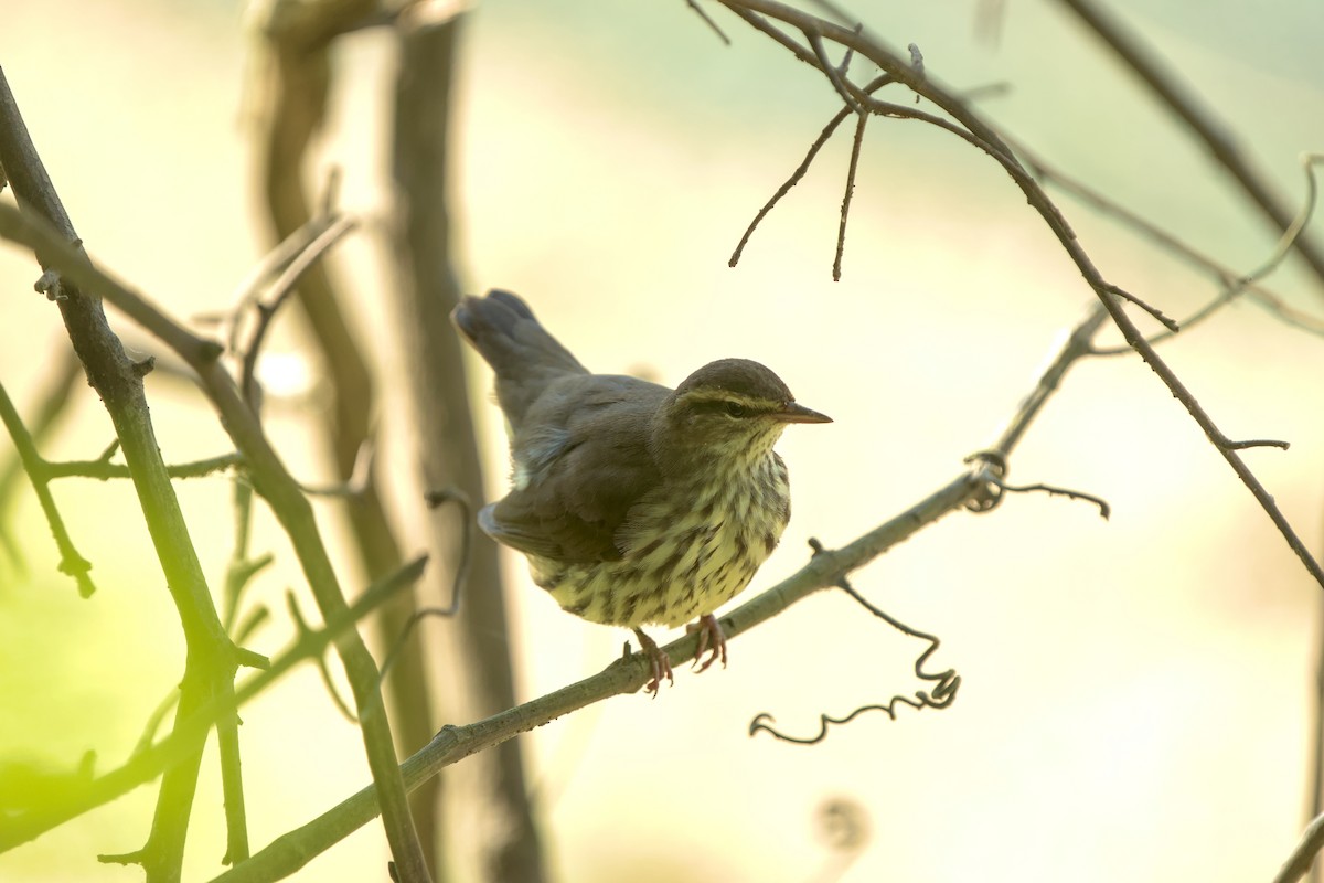 Northern Waterthrush - ML608276483