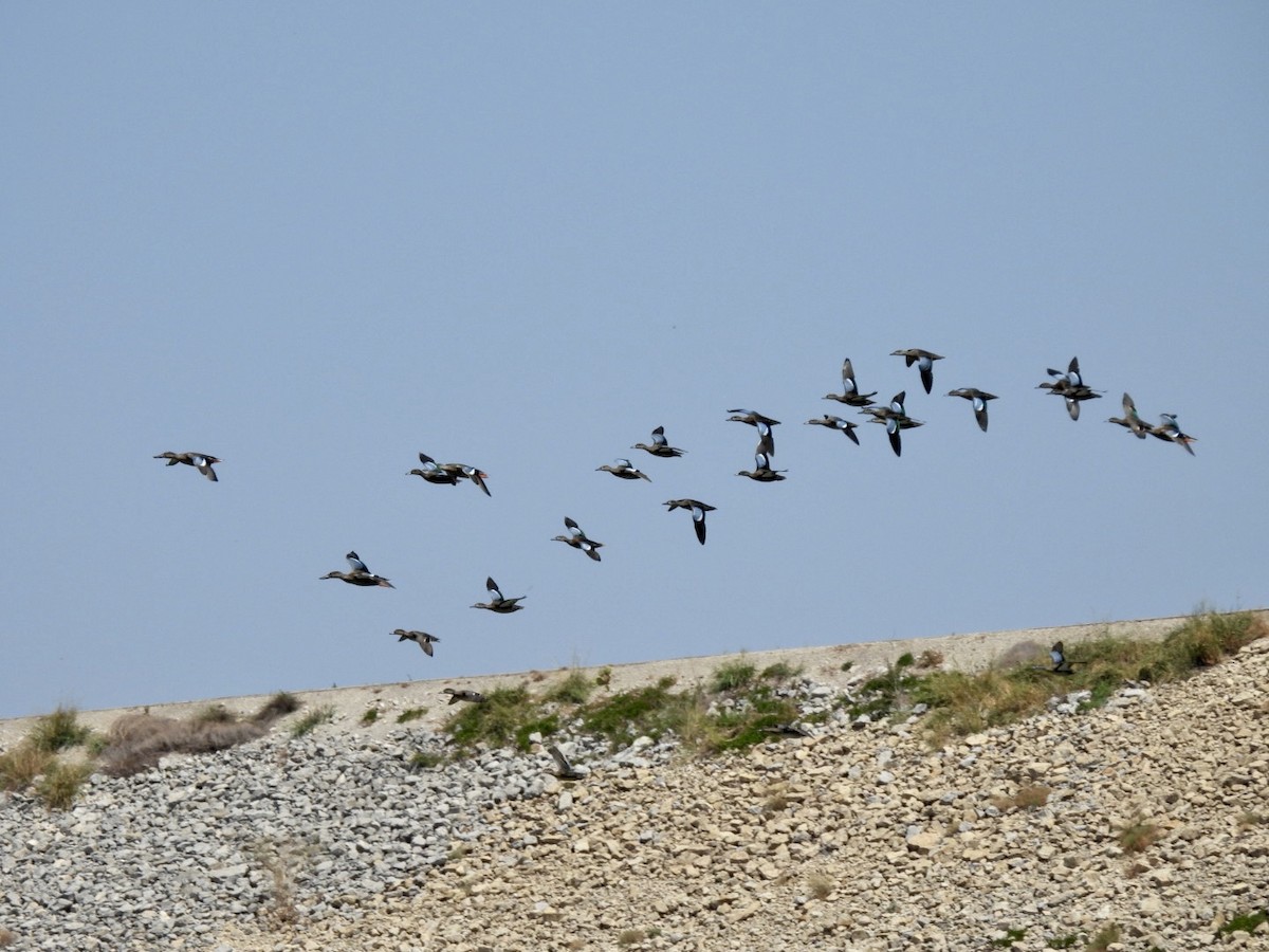 Blue-winged Teal - ML608276498