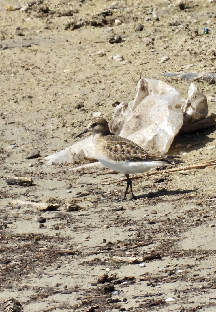 Baird's Sandpiper - ML608276574