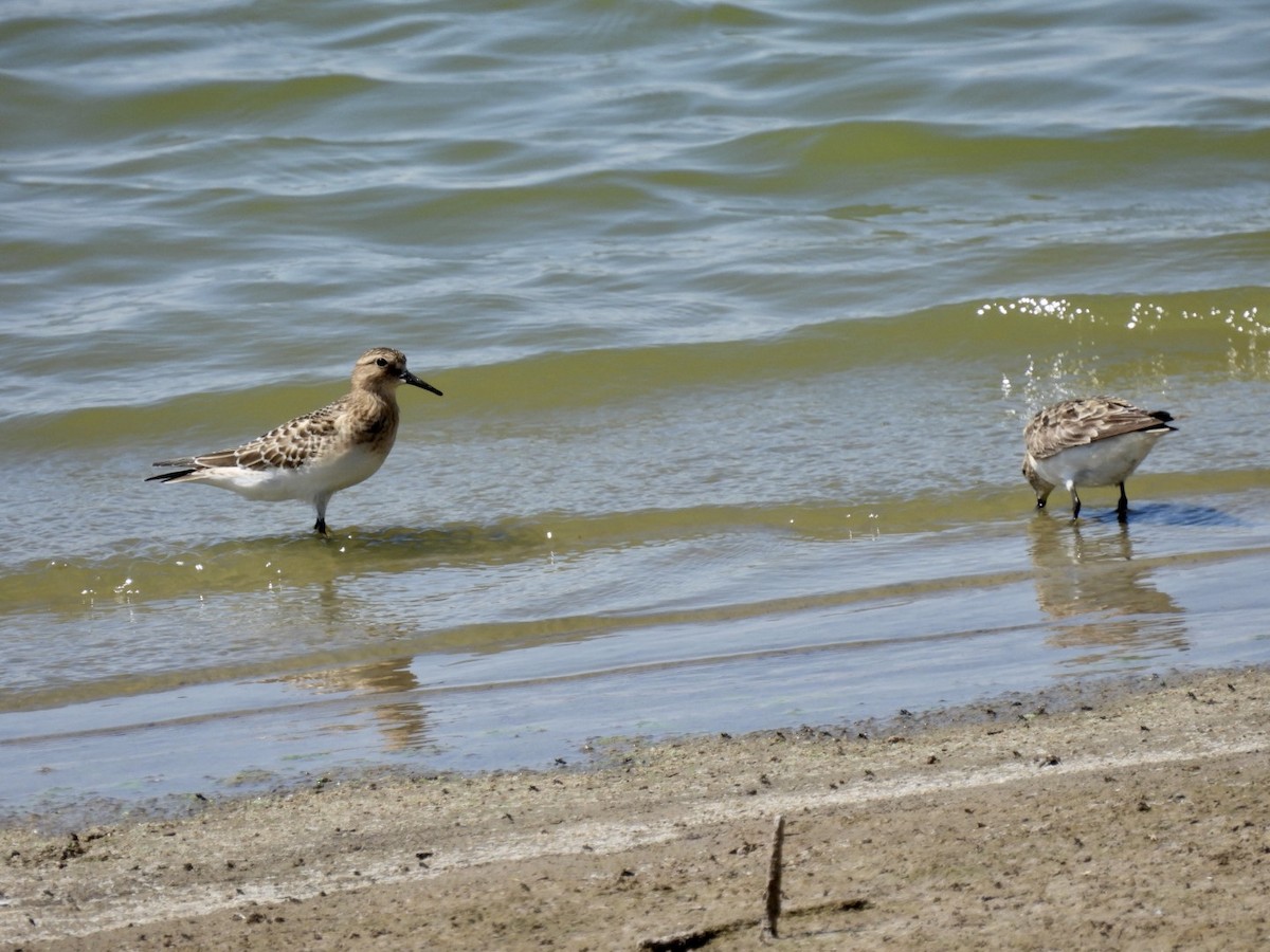 Baird's Sandpiper - ML608276575