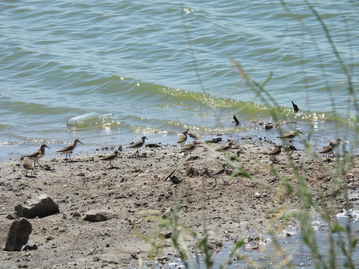 Wiesenstrandläufer - ML608276653