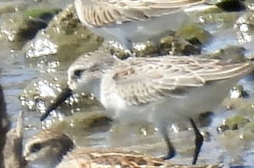 Western Sandpiper - Christopher Daniels