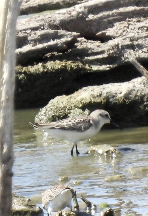 Western Sandpiper - Christopher Daniels