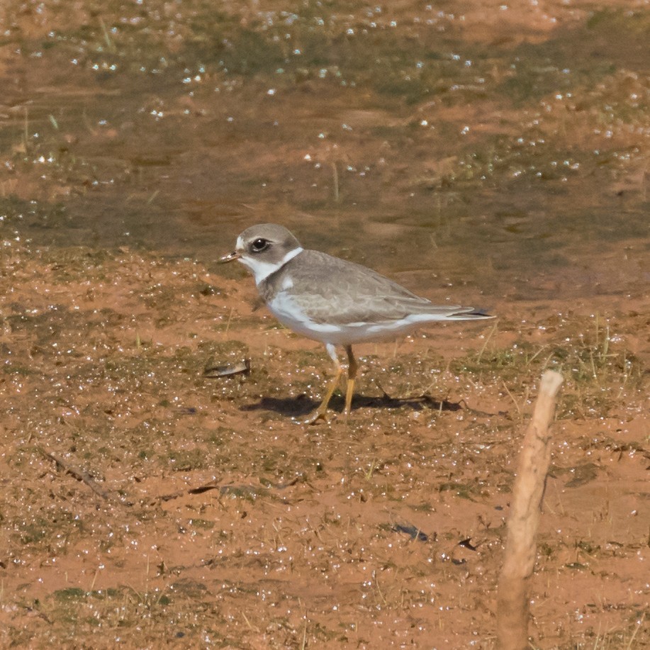 Semipalmated Plover - Jason Corder