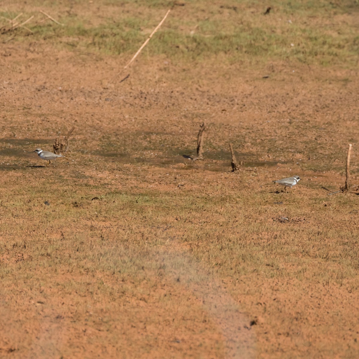 Semipalmated Plover - Jason Corder