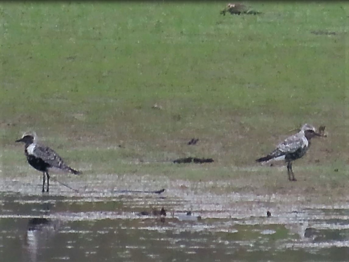 Black-bellied Plover - ML608277029