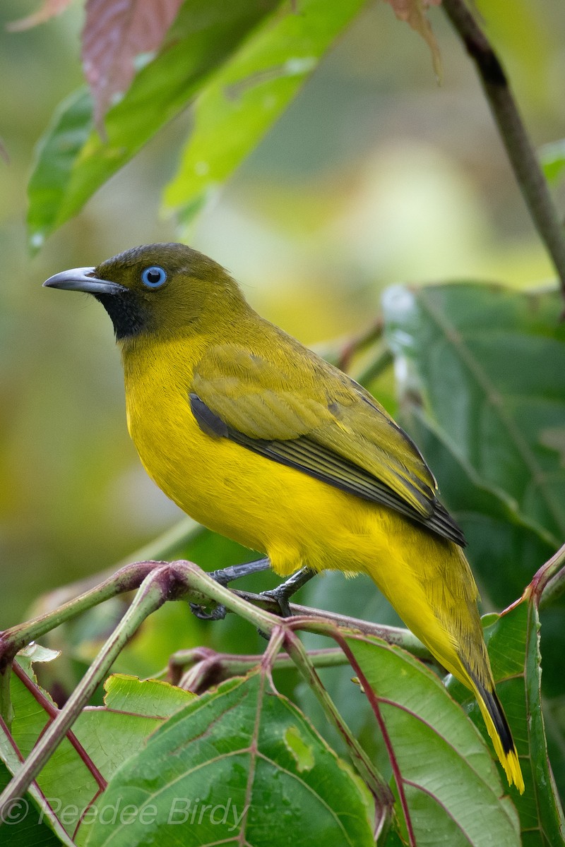 Andaman Bulbul - P D Prasad