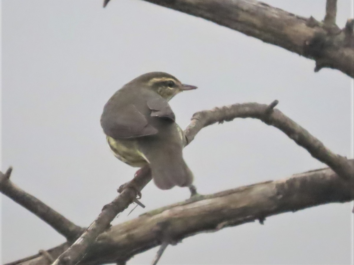 Northern Waterthrush - ML608277085