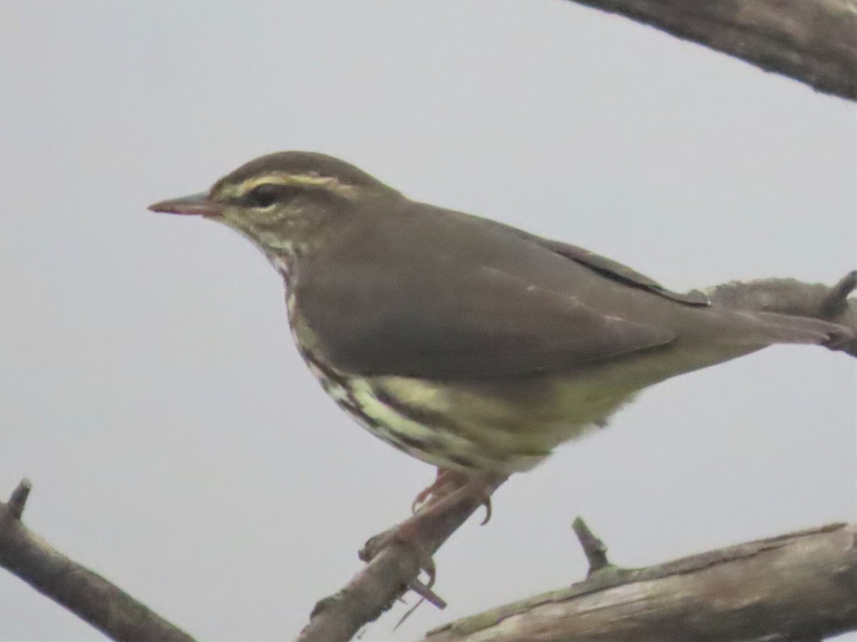 Northern Waterthrush - ML608277086