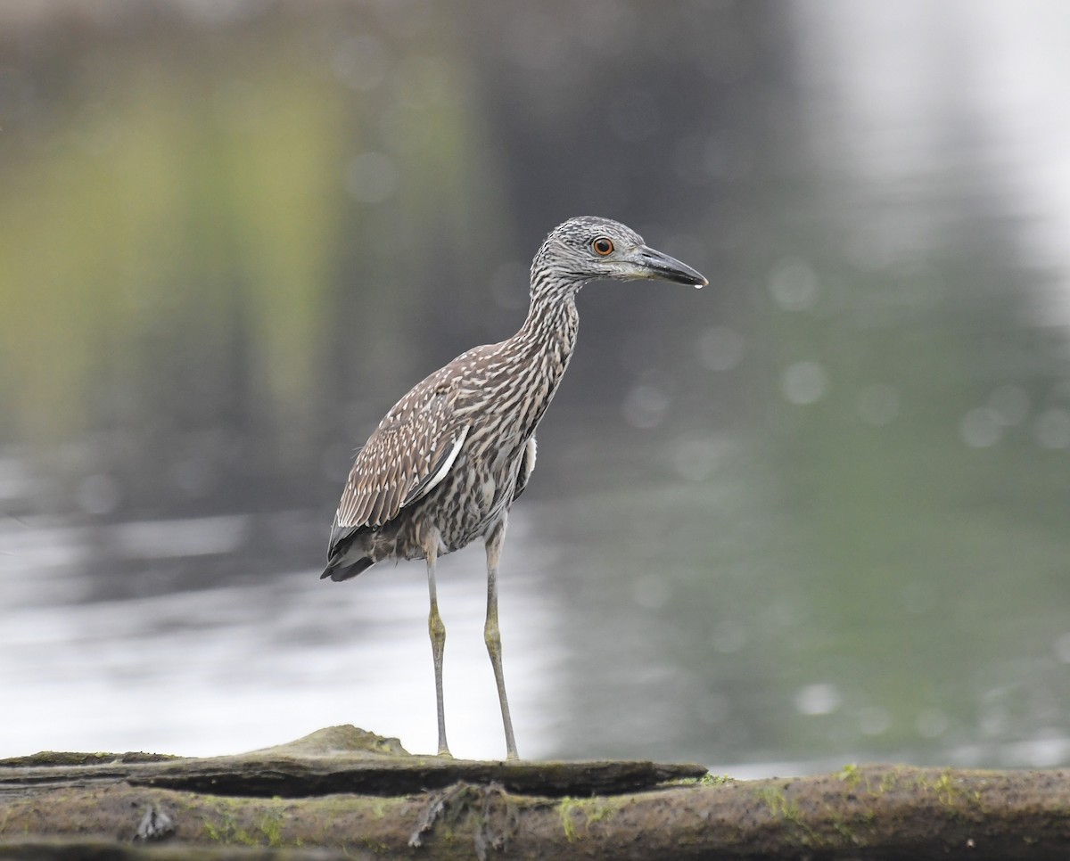 Yellow-crowned Night Heron (Yellow-crowned) - ML608277102