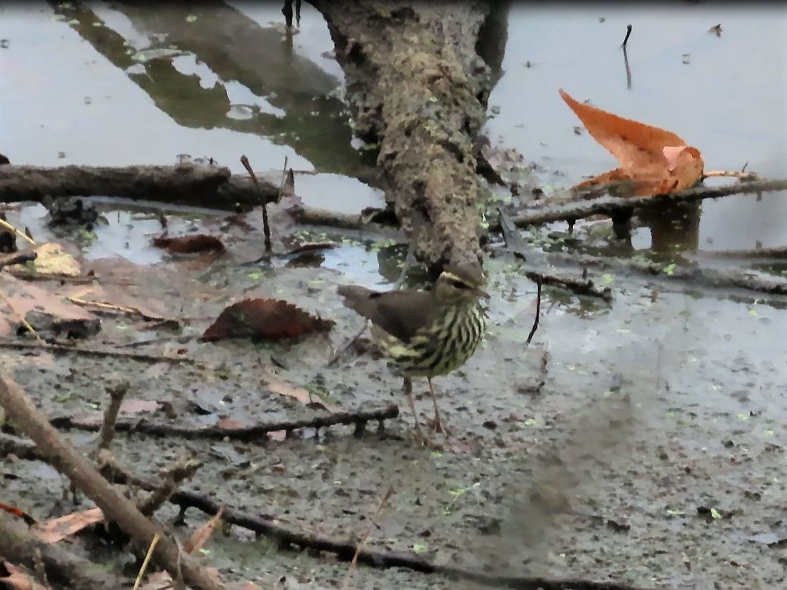 Northern Waterthrush - ML608277143