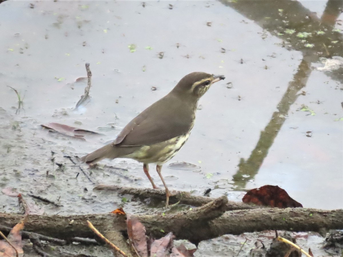Northern Waterthrush - ML608277144