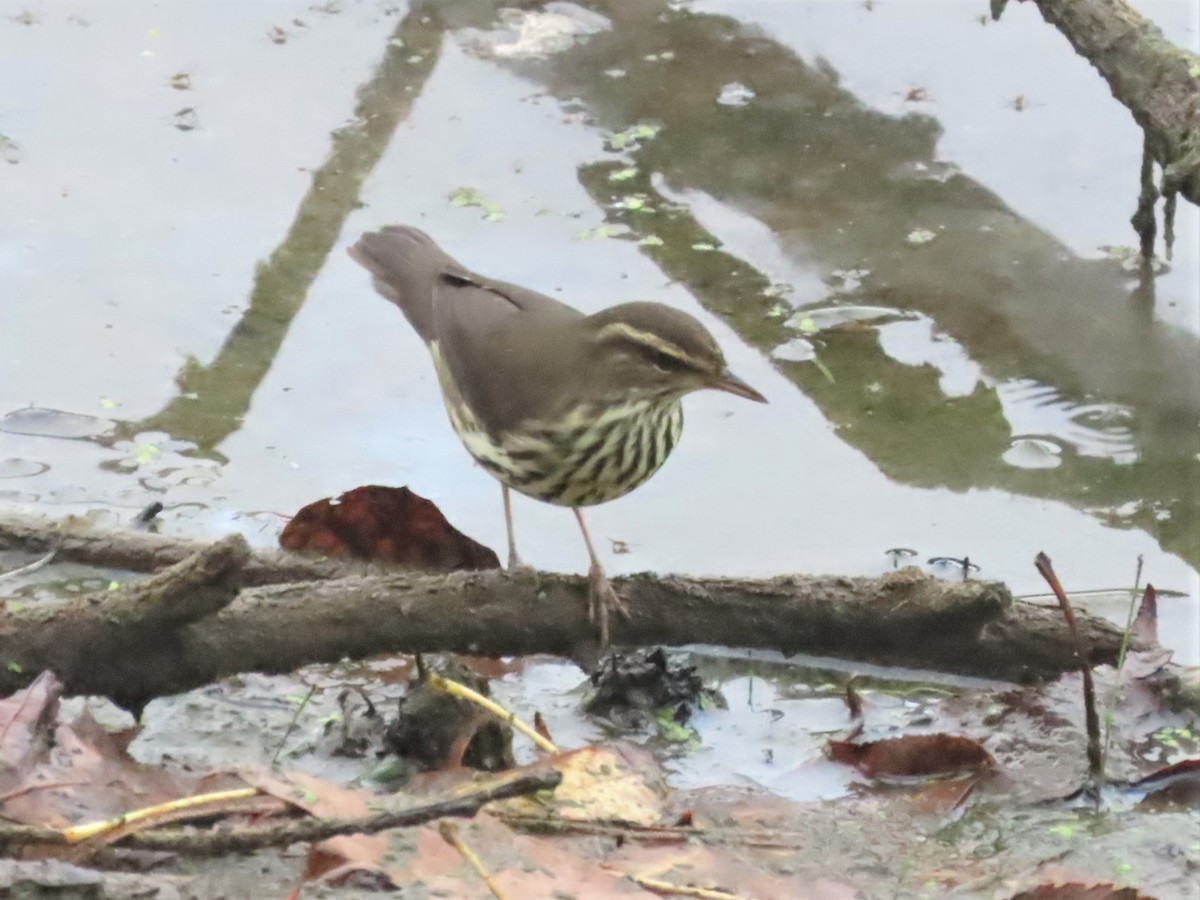 Northern Waterthrush - ML608277152