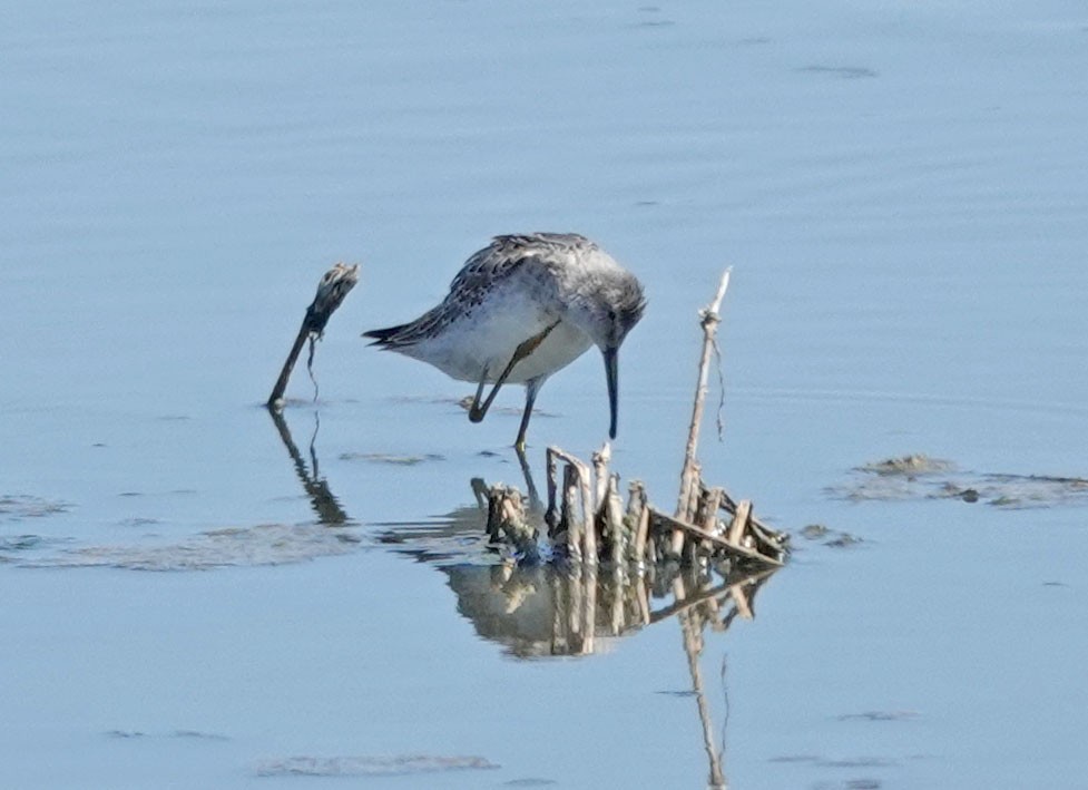 Stilt Sandpiper - ML608277233