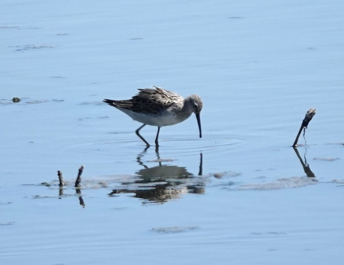 Stilt Sandpiper - ML608277234