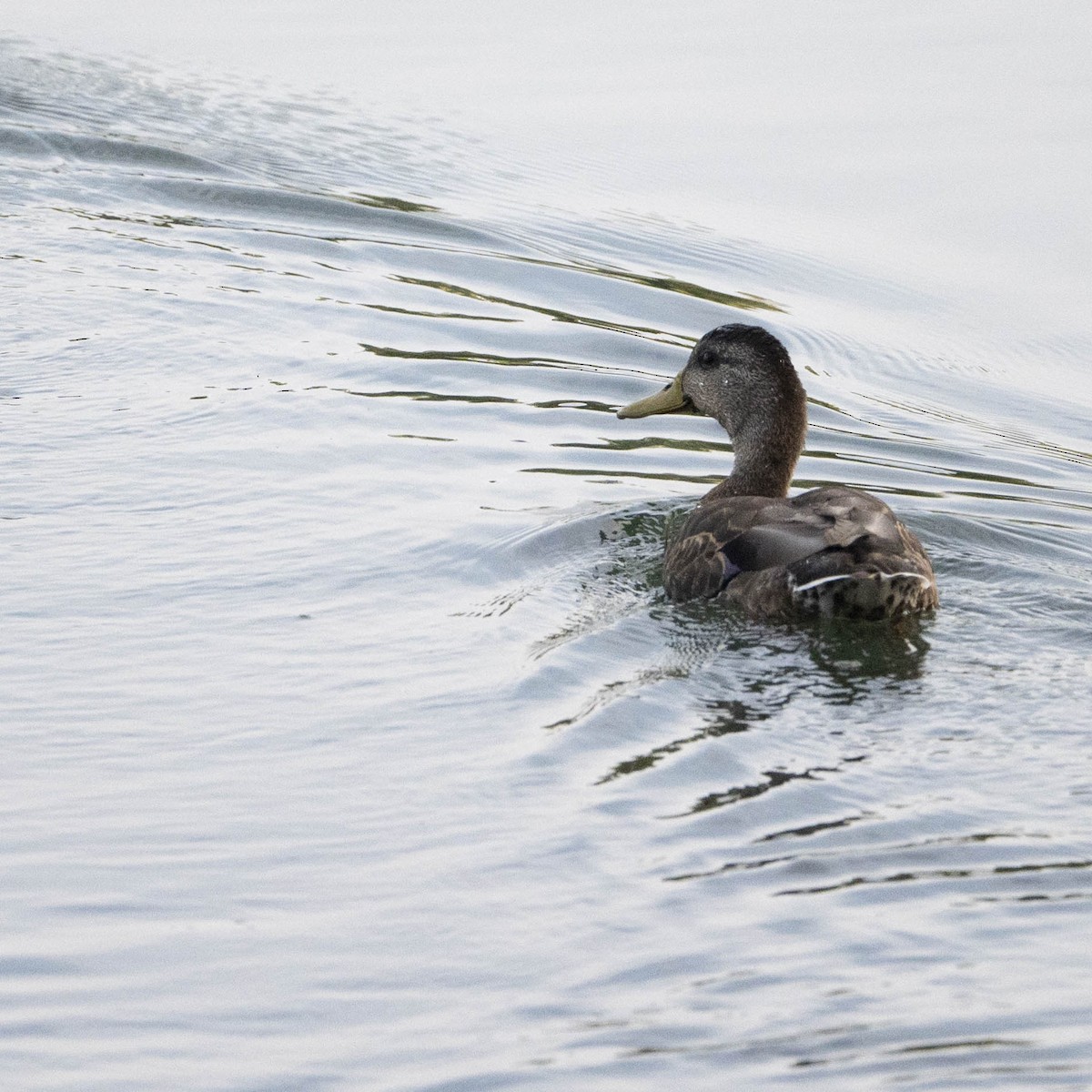 American Black Duck - ML608277238