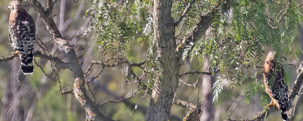 Red-shouldered Hawk - George Nothhelfer