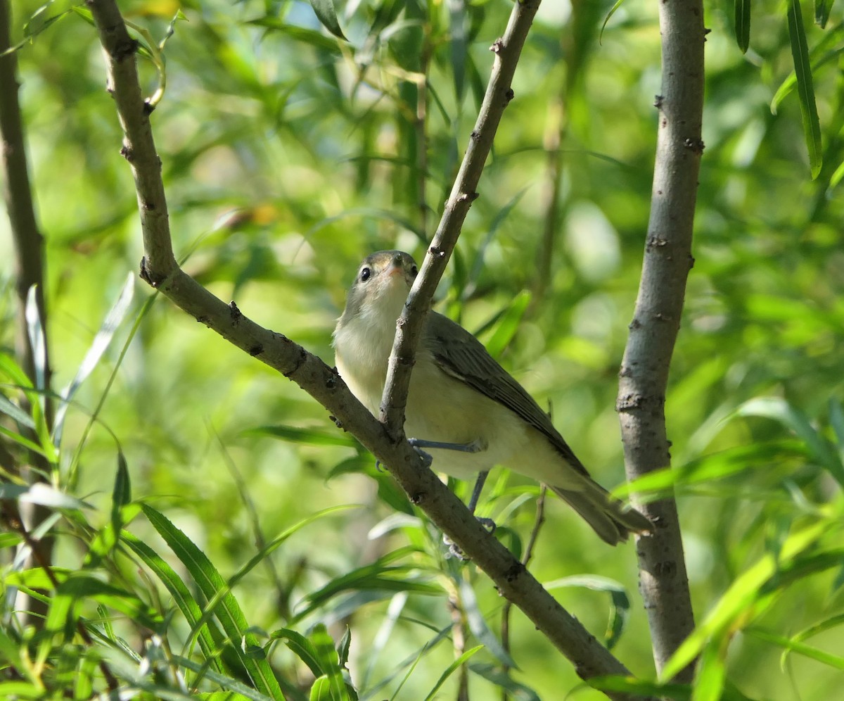 Warbling Vireo - ML608277424