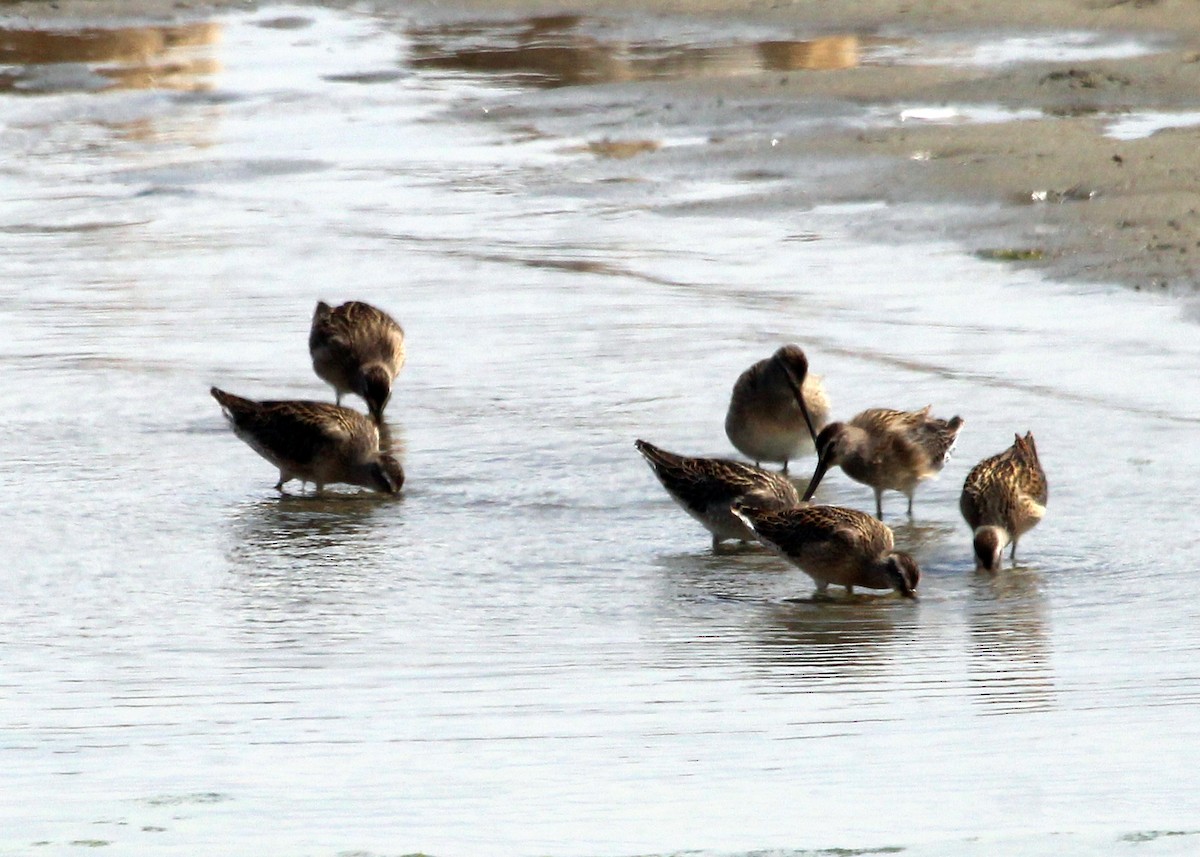 Short-billed Dowitcher - Connie Haile