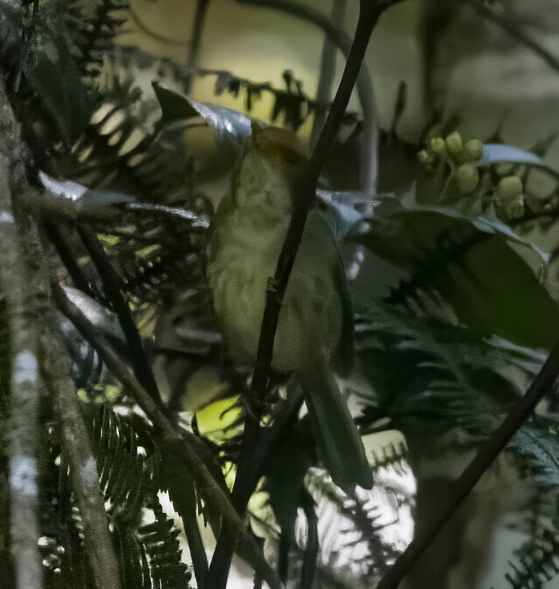 Sulawesi Leaf Warbler - Blair Bernson