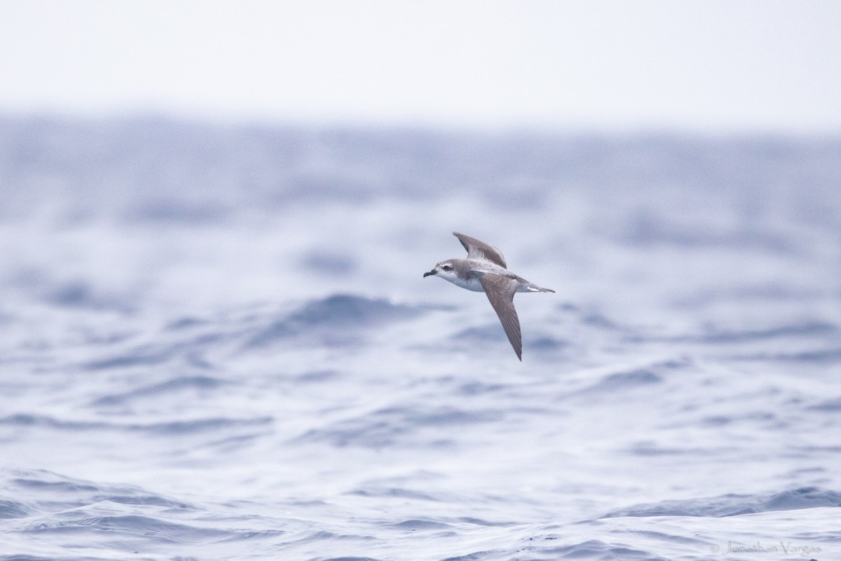 Cook's Petrel - ML608277551