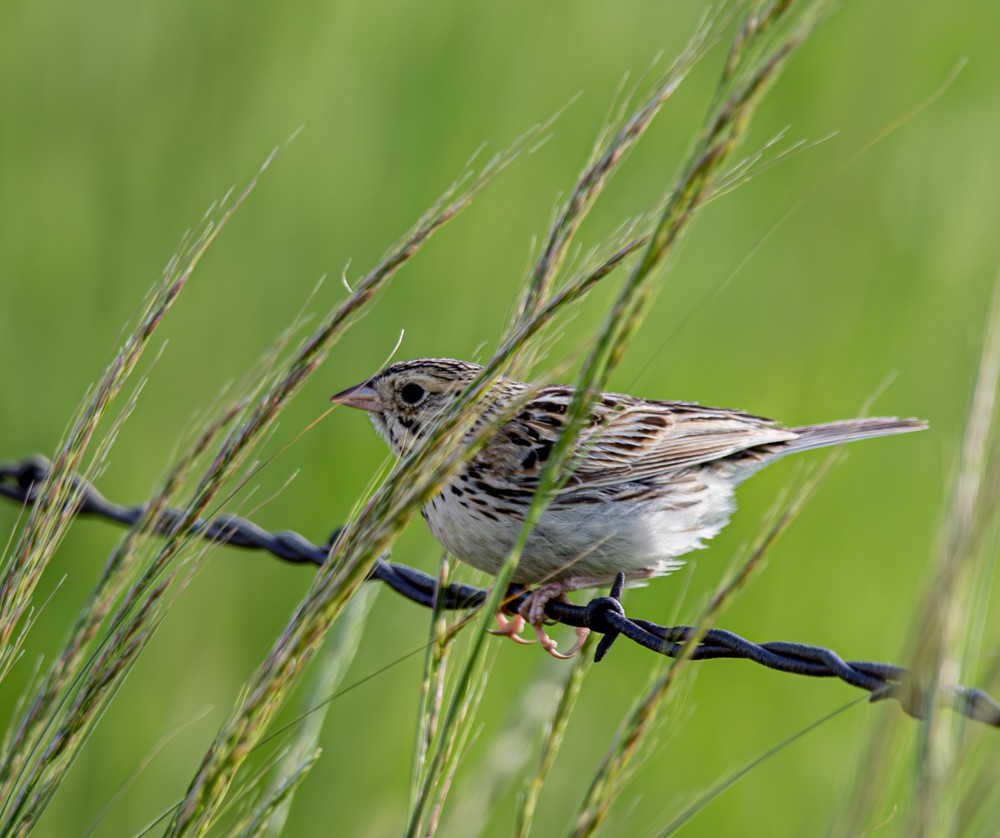 Baird's Sparrow - Carlton Cook