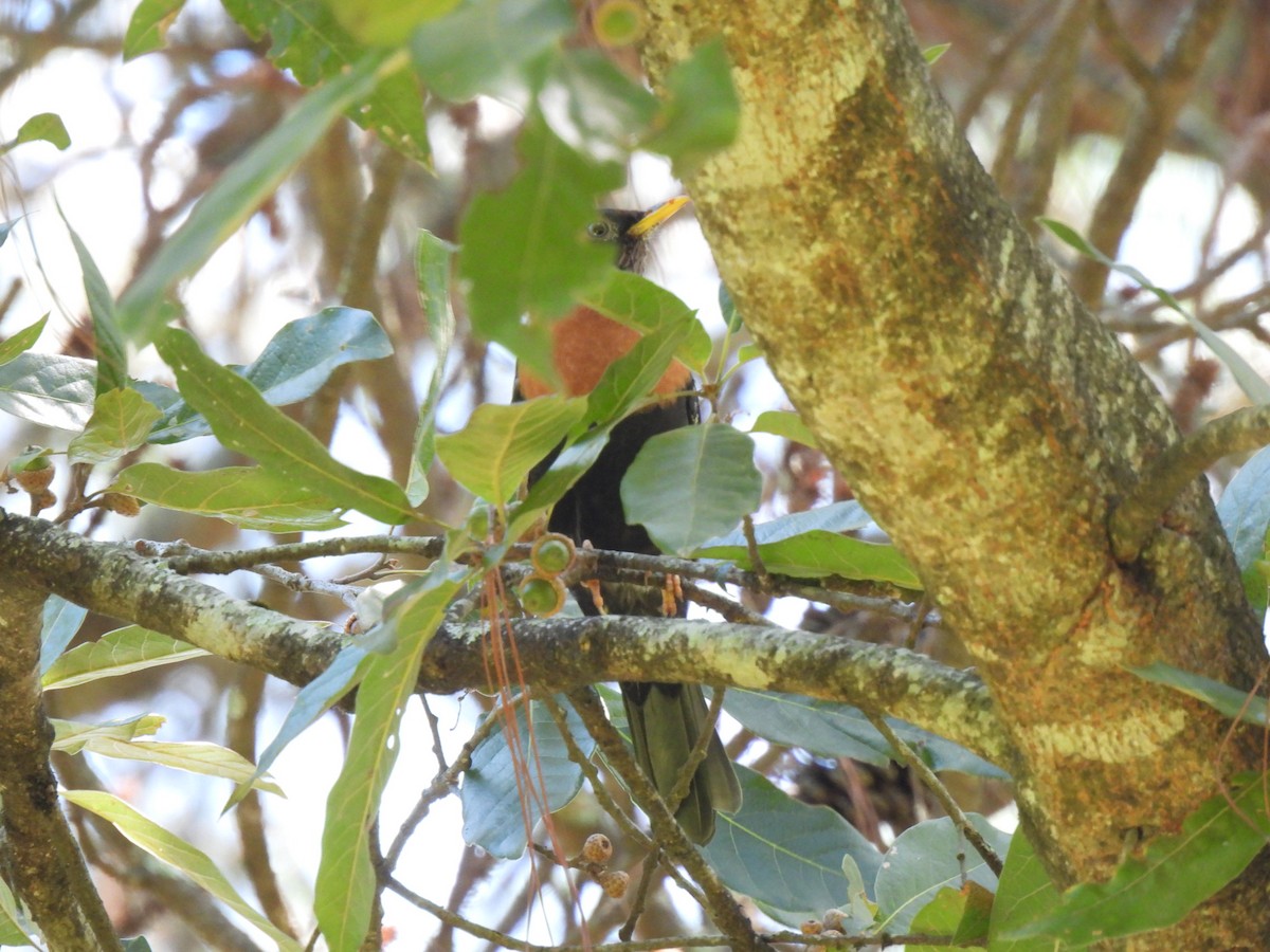 Rufous-collared Robin - ML608277632