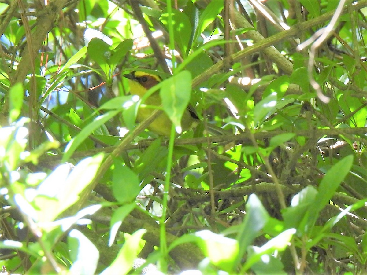 Golden-browed Warbler - ML608277641