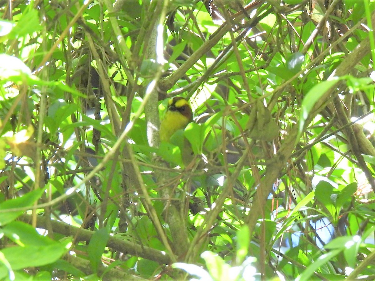 Golden-browed Warbler - ML608277642