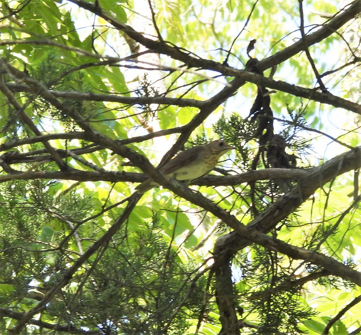 Gray-cheeked Thrush - ML608277655