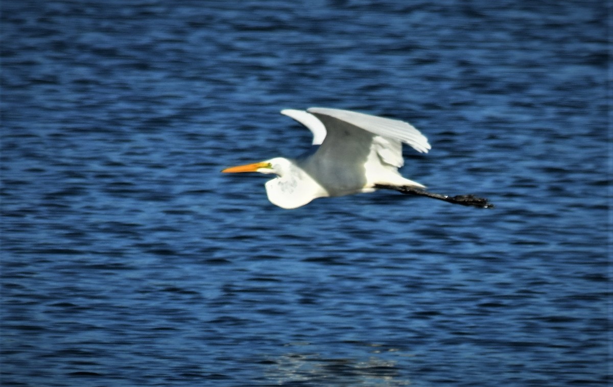 volavka bílá (ssp. egretta) - ML608277690