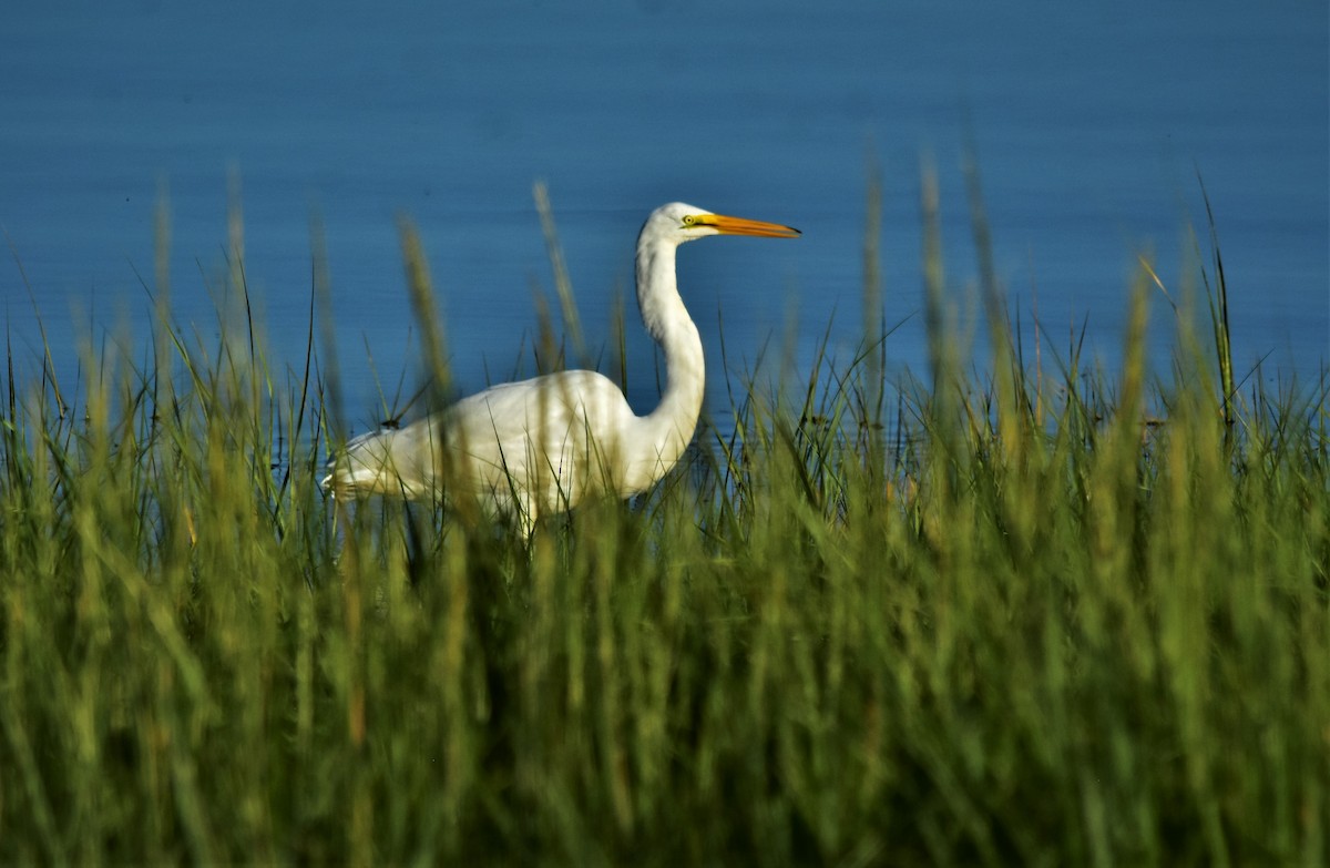 Большая белая цапля (egretta) - ML608277760