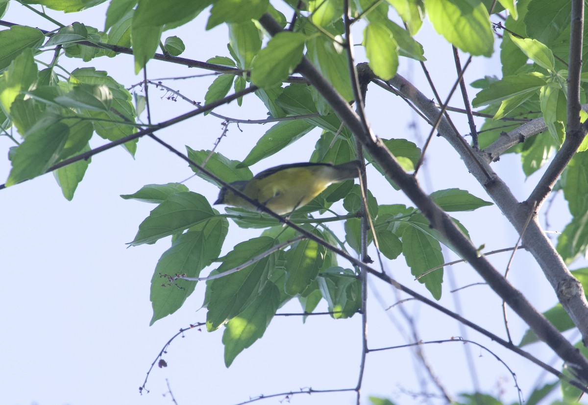 West Mexican Euphonia - Nolan A. Walker