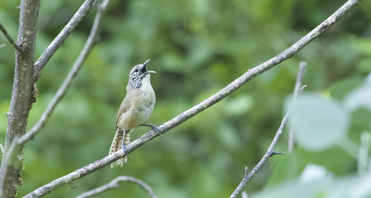 Happy Wren - ML608277810