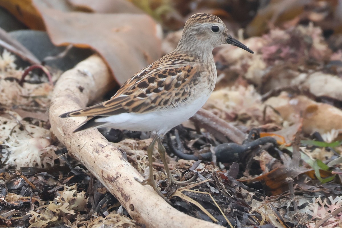 Least Sandpiper - ML608278078