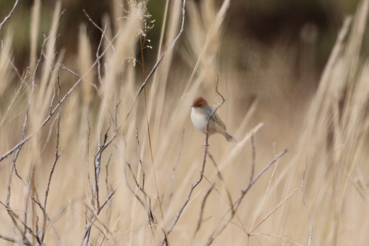 Tiny Cisticola - ML608278270