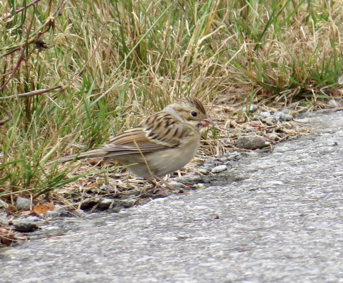 Clay-colored Sparrow - ML608278346