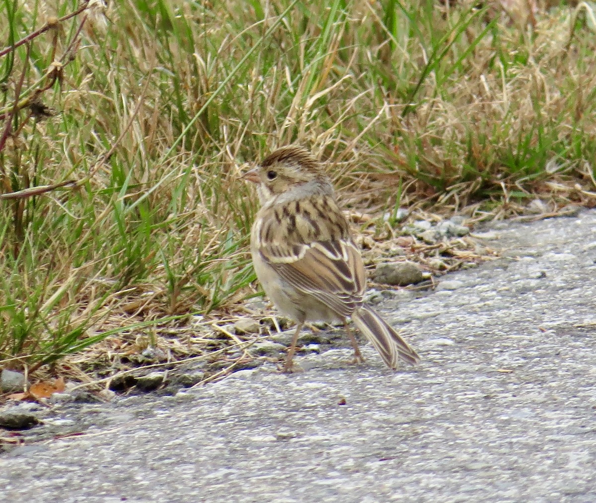 Clay-colored Sparrow - ML608278347