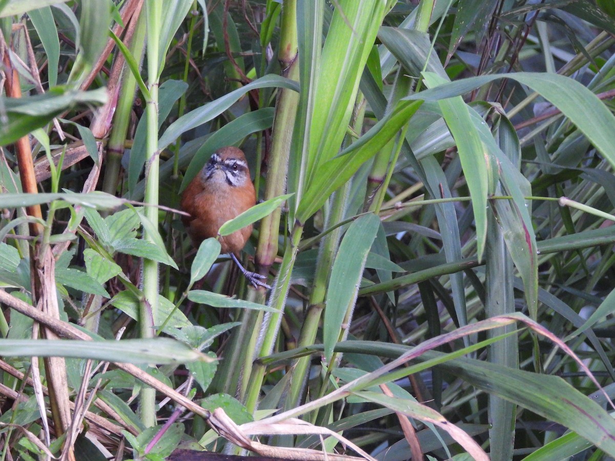 Plain-tailed Wren - ML608278361