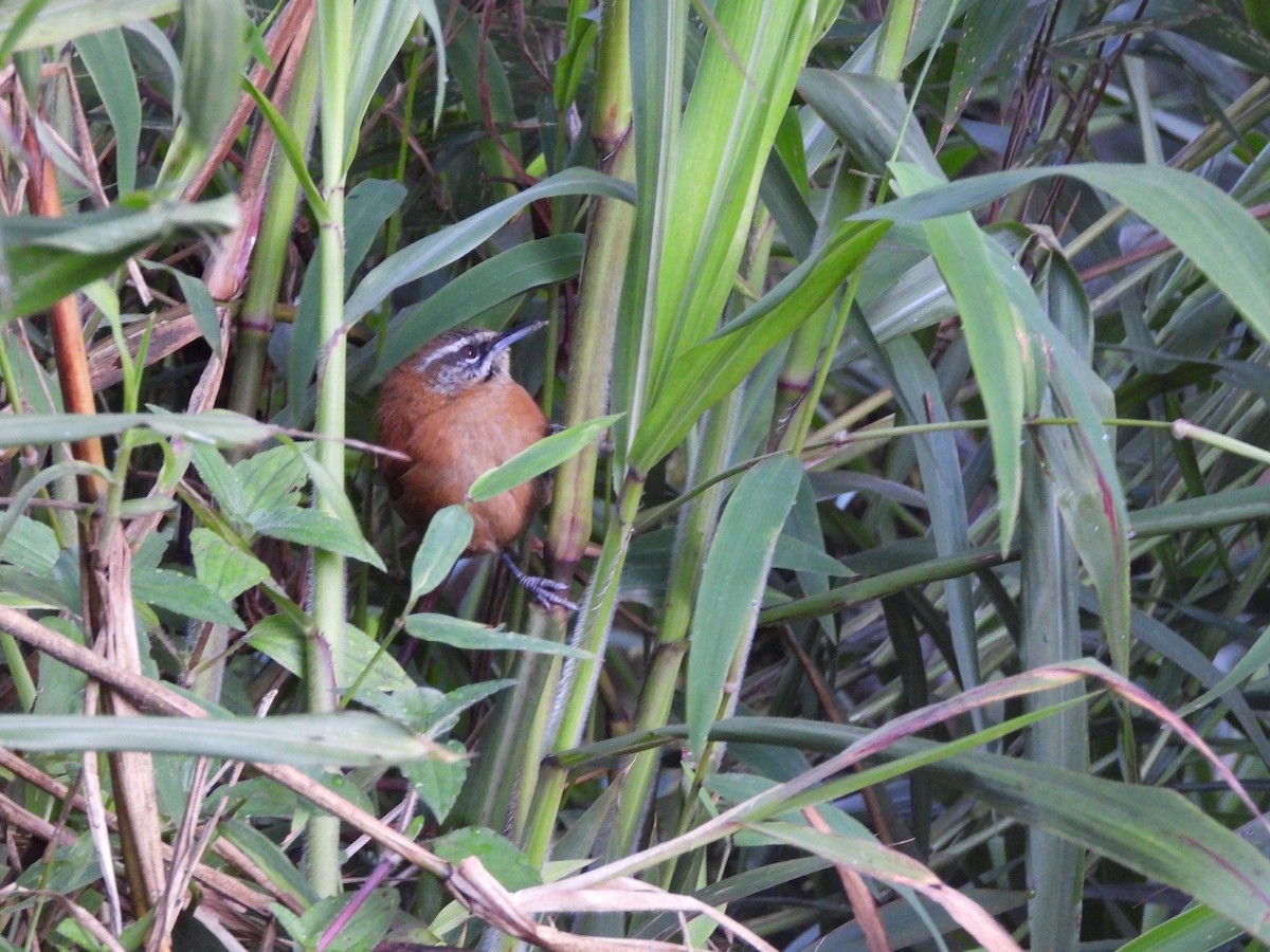 Plain-tailed Wren - ML608278363