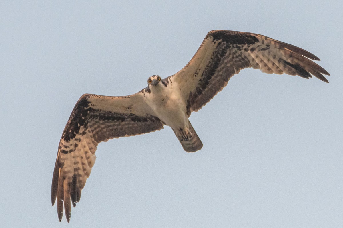 Balbuzard pêcheur - ML608278425