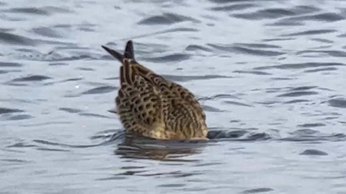 Baird's Sandpiper - ML608278439