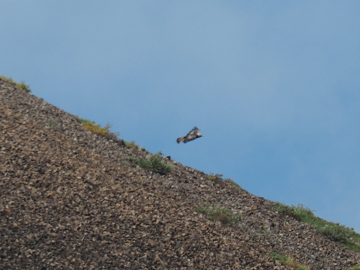 Golden Eagle - Simon Rothman